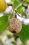 Rotting Quince (Cydonia oblonga) fruit caused by Monilinia (Monilinia fructigena / linhartiana)