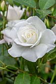 Rosa Iceberg