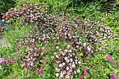 Atlantic ninebark, Physocarpus opulifolius Diable dOr, in bloom