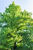 Large-Leaved Linden, Tilia platyphyllos