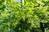 Large-Leaved Linden, Tilia platyphyllos, in bloom