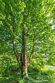 Norway maple Columnare, Acer platanoides Columnare, tree