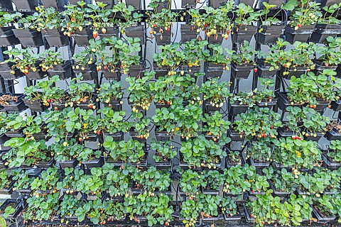 Strawberry_hanger