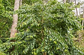 Chinese Tetracentron, Tetracentron sinense, tree