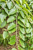 Chinese Tetracentron, Tetracentron sinense, foliage
