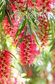 Weeping Bottlebrush (Callistemon viminalis) flowers