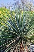 Nelsons Noline (Nolina nelsonii). Hardy xerophytic plant superficially resembling a Yucca but with a different flowering habit, grown in Tarn et Garonne, France.