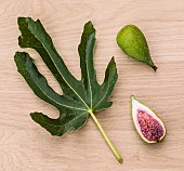 Leaf and fruit of the Early Dalmatian fig, aka Dalm, in autumn against a woodland background.