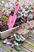 Ambiance of Cyclamen ready to plant in root ball
