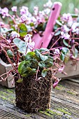Ambiance of Cyclamen ready to plant in root ball