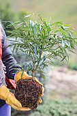 Step-by-step planting of a shrub (Mahonia) without watering: ready-to-plant seedling