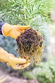 Step-by-step planting of a shrub (Mahonia) without watering. untangling the root bun