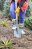 Planting a shrub (Mahonia) without watering: step-by-step preparation of the planting hole.