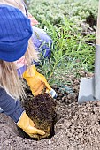 Step-by-step planting of a shrub (Mahonia) without watering: place the root ball of the shrub in the planting hole.