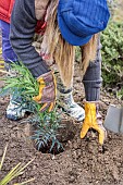 Step-by-step planting of a shrub (Mahonia) without watering: fill in the hole around the roots.