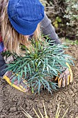 Step-by-step planting of a shrub (Mahonia) without watering: tamping the soil after installation