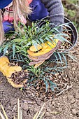 Step-by-step planting of a shrub (Mahonia) without watering: step-by-step planting of a shrub (Mahonia) without watering: mulch the trough.