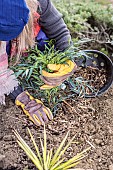 Step-by-step planting of a shrub (Mahonia) without watering: step-by-step planting of a shrub (Mahonia) without watering: mulch the trough.