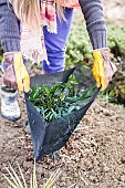 Step-by-step planting of a shrub (Mahonia) without watering: shading (plastic mesh sheath)