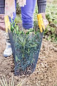 Step-by-step planting of a shrub (Mahonia) without watering: shading (plastic mesh sheath)