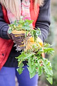 Woman holding plucked perennial weeds
