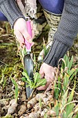 Woman cleaning bearded irises: weeding between rhizomes with a gouge.