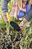 Care for bearded irises: compost to boost flowering after weeding and sorting rhizomes.