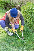 Woman creating a perennial meadow in an old lawn, step by step. 1: cutting the lawn short