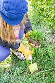 Woman creating a perennial meadow in an old lawn, step by step. 2 Preparing planting holes