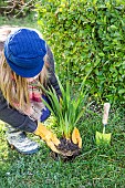 Woman creating a corner of perennial meadow in an old lawn, step by step. 3: planting Tritoma (Kniphofia) in place.