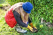 Woman creating a corner of perennial meadow in an old lawn, step by step. 3: planting Tritoma (Kniphofia) in place.