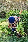 Woman creating a corner of perennial meadow in an old lawn, step by step. 3: planting Tritoma (Kniphofia) in place.
