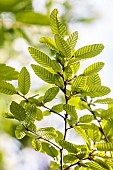 Spring foliage of southern beech (Nothofagus alpina)