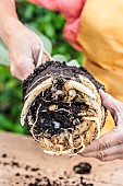 Care and repotting of a bird of paradise (Strelitzia): large root ball once the plant has been removed from its pot. The fleshy roots serve as a reserve organ.