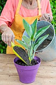 Care and repotting of a bird of paradise (Strelitzia): resurfacing a plant installed in a new pot.