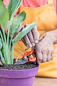Care and repotting of a bird of paradise (Strelitzia): cut off an old leaf.