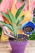 Care and repotting of a bird of paradise (Strelitzia): adding mineral mulch (pozzolana)