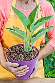 Woman holding a young bird of paradise (Strelitzia), in a pot.