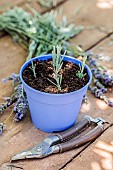 Cutting lavender in pots in summer.