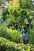 Woman watering a thirsty young fruit tree (Persimmon, Diospyros kaki) in early summer.
