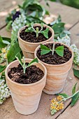 Cutting butterfly trees (Buddleia, aka Buddleja) in pots in summer.