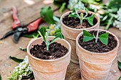 Cutting butterfly trees (Buddleia, aka Buddleja) in pots in summer.