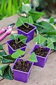 Lilac cuttings) in pots, in summer.