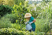 Woman watering a thirsty young fruit tree (Persimmon, Diospyros kaki) in early summer.