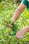 Woman cutting the stems of Helianthus for a more compact habit and longer flowering, in spring.