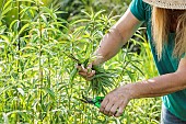 Woman cutting the stems of Helianthus for a more compact habit and longer flowering, in spring.