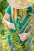 Woman trellising a climbing rose (Banks rose) on a wooden structure.