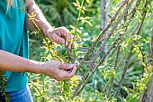 Woman trellising a climbing rose (Banks rose) on a wooden structure.