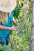 Woman trellising a climbing rose (Banks rose) on a wooden structure.