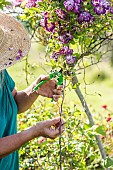 Woman cutting back the dying branches of a stemmed weeping rose (rose Veichenblau), in spring.